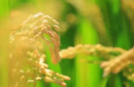 吉林：黑土地上气象新 扛稳扛牢粮食安全重任