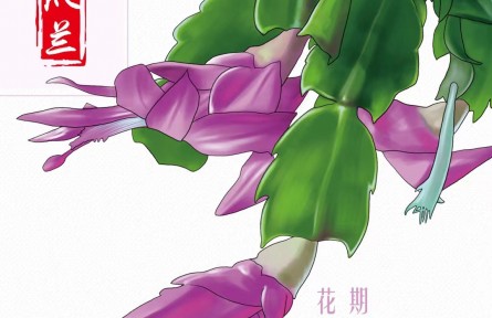物种故事 | 蟹爪兰：虽然名字带兰，但我是正宗的“仙人掌”