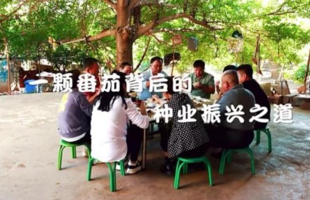 “新农人”武成勇：一颗番茄背后的种业振兴之道