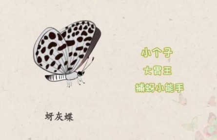 物种故事 | 蚜灰蝶：蝴蝶中的“捕蚜小能手”