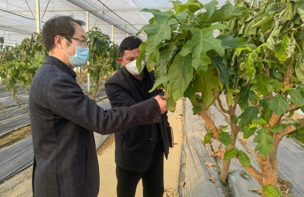贵州清镇：山村大棚里的蔬菜试验
