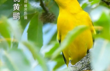物种故事 | 黑枕黄鹂：雀形目颜值担当 农林业食虫益鸟