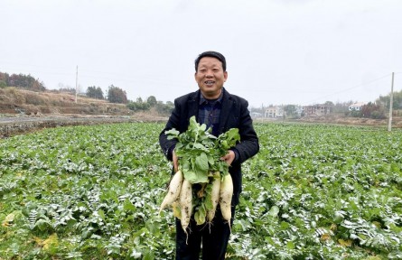 “菜园子”保供春节餐桌——湖南涟源蔬菜小镇走访见闻