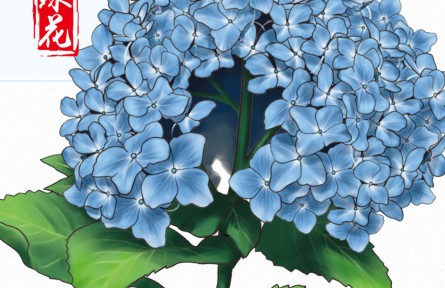 物种故事 | 绣球花：一花开出百花风采，“花团锦簇”非我莫属