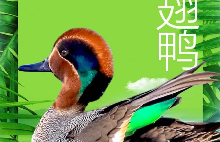 物种故事 | 绿翅鸭：头戴“京剧脸谱” 身披铜绿羽毛