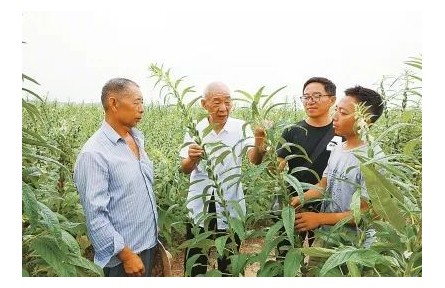 “中国好人”刘世扬：我这辈子，就做育种一件事