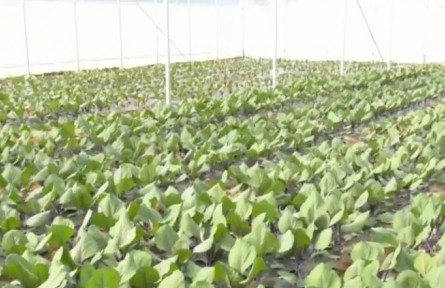 甘肃镇原：蔬菜棚里宣讲忙 乡村振兴聚合力