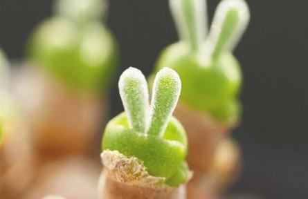 物种故事 |“兔”植物：呆萌可爱身姿美