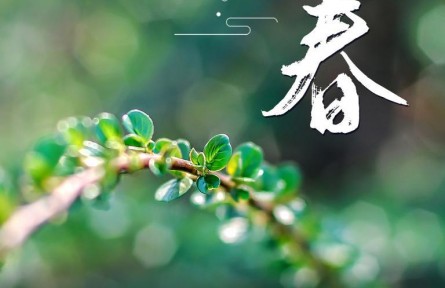 立春：和风待柳芳