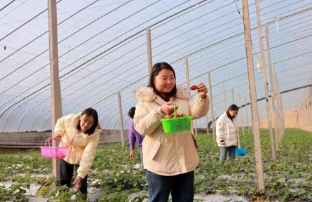 河北广宗：草莓丰收采摘忙