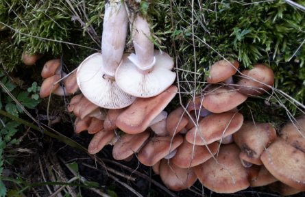 物种故事 | 榛蘑：家喻户晓的食用菌
