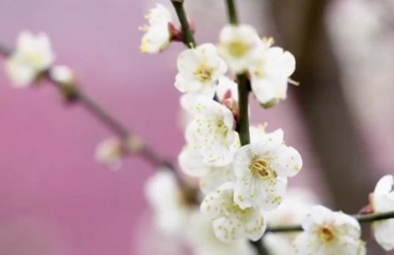 花开中国 生机勃发