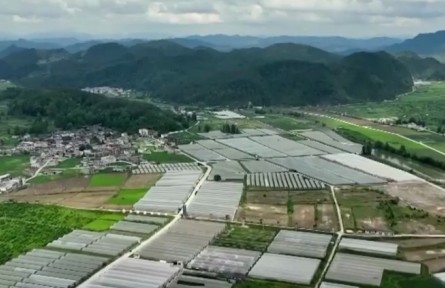 【一线调研】“飞”出大山的豌豆尖