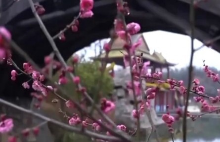 花开中国 春色锦绣
