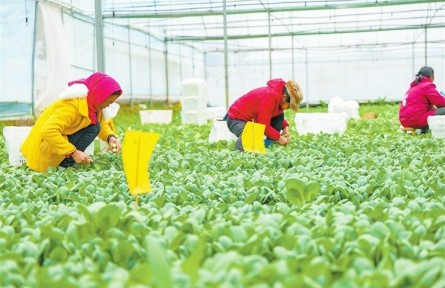 江西赣州打造粤港澳大湾区优质“菜篮子”