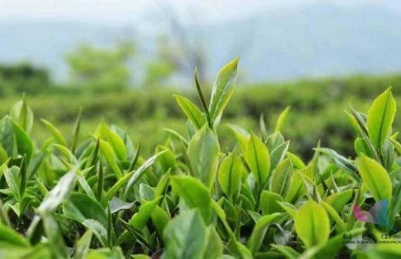 辟谣 | 绿茶寒红茶暖？关于茶叶的8个误区