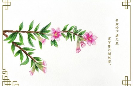 物种故事 | 萼距花：小花灿然若繁星