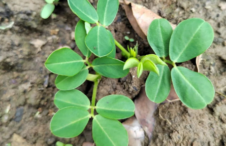 物种故事 | 花生：地上开花、地下结果的植物