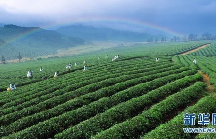 万里茶道：小小茶叶如何让中国与世界相遇？