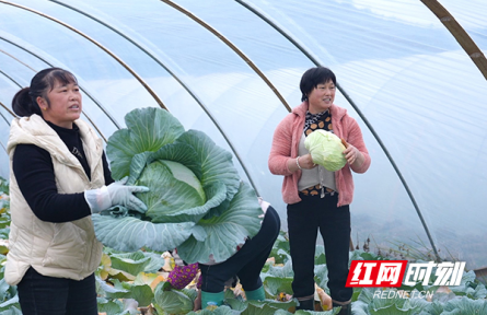 湖南临武：把握种植时节点 让闲置土地“活”起来