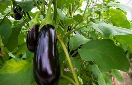 为什么早春茄子只开花不结果？