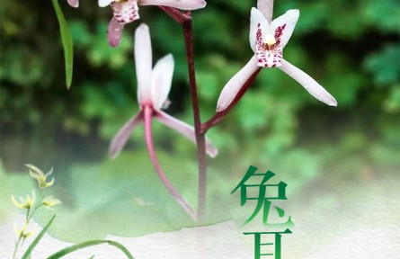 物种故事 | 兔耳兰：花瓣下垂似兔耳