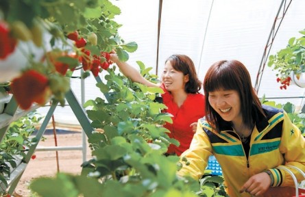 北京草莓种植面积达1.31万亩 草莓频上新 跨界多惊喜