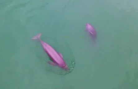 农业农村部：长江水生生物多样性水平有所提升