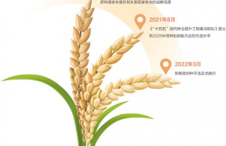 科普 | 一粒水稻良种是这样育成的