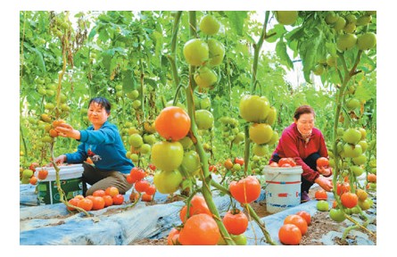 拎稳“菜篮子”，给设施农业升级