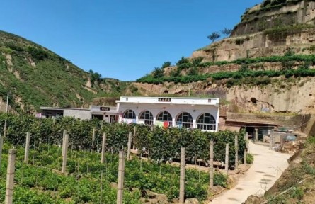 陕西米脂：庭院“方寸地” 群众“增收园”