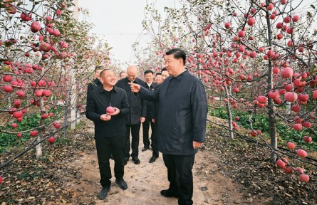 习近平：加快建设农业强国 推进农业农村现代化