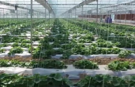 新模式新技术 助力蔬菜春耕春播