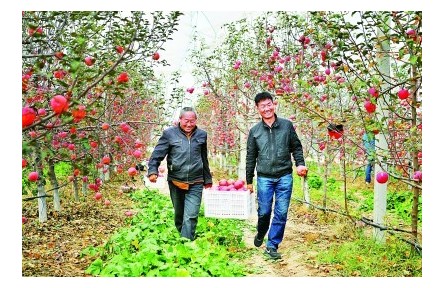 小苹果”咋就挑起了“金扁担”——陕西延安全面推进乡村振兴的实践探索