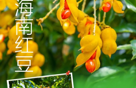 物种故事 | 海南红豆：果实似花生
