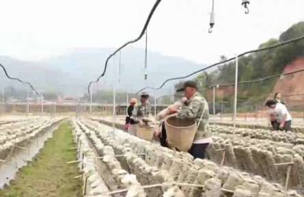 龙头带动 消费帮扶 沪滇协作助力产业升级