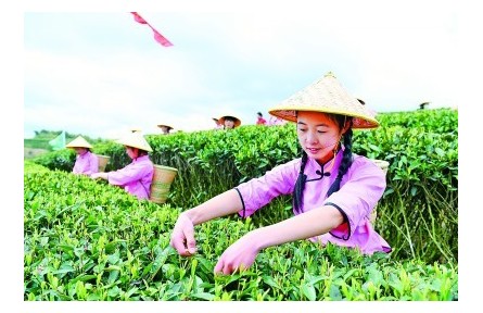 小茶叶成为乡村振兴“金叶子”——福建南平牢记嘱托以统筹“三茶”推进乡村振兴的实践与启示