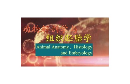 《动物解剖学与组织胚胎学》课程系列视频
