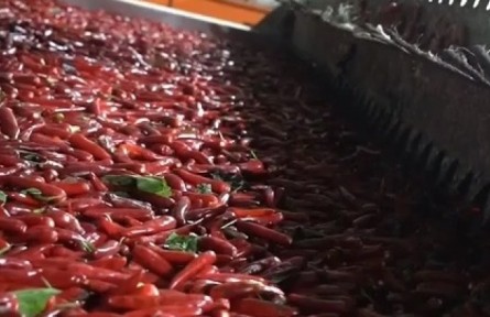 河南临颍：这里的辣椒会“跨界”