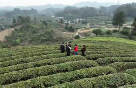 贵州：以法赋能 擦亮“干净黔茶”