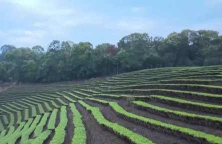 春暖茶香 茶園茶農采茶忙