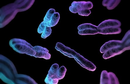 科技名词 | 核型 karyotype