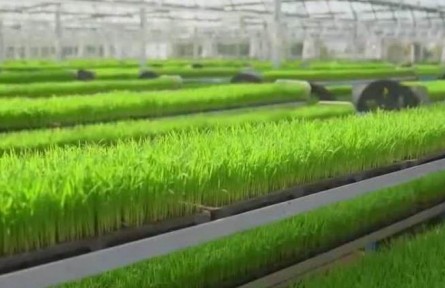 江西于都：智慧工厂流水线育秧 首批早稻秧苗已成熟