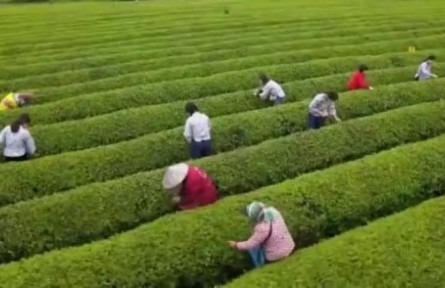 江西：春茶开采 产业融合促升级