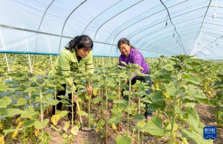 向日葵开出“致富花”