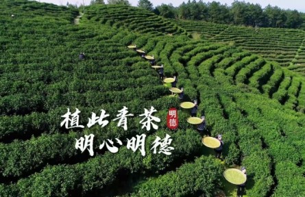 四川营山：植此青茶 明心明德
