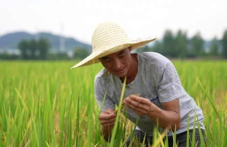 浙江杭州富阳区：稳产保供 守好根基促振兴