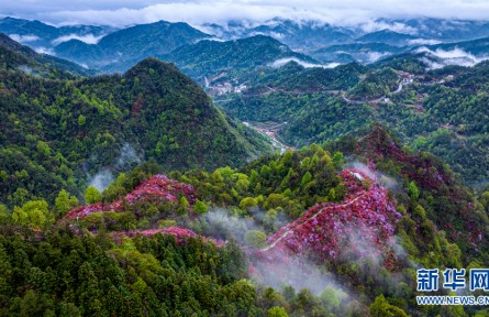 云岭杜鹃映山红
