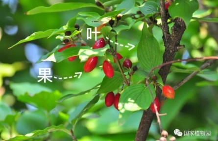物种故事 | 山茱萸：花满枝头香四溢