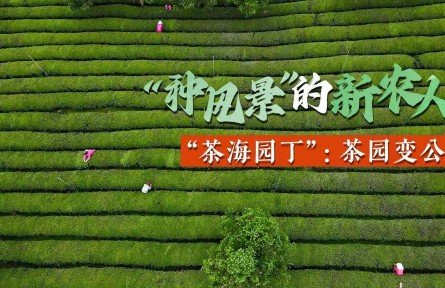 “种风景”的新农人徐姗姗：茶山变金山，茶园变公园